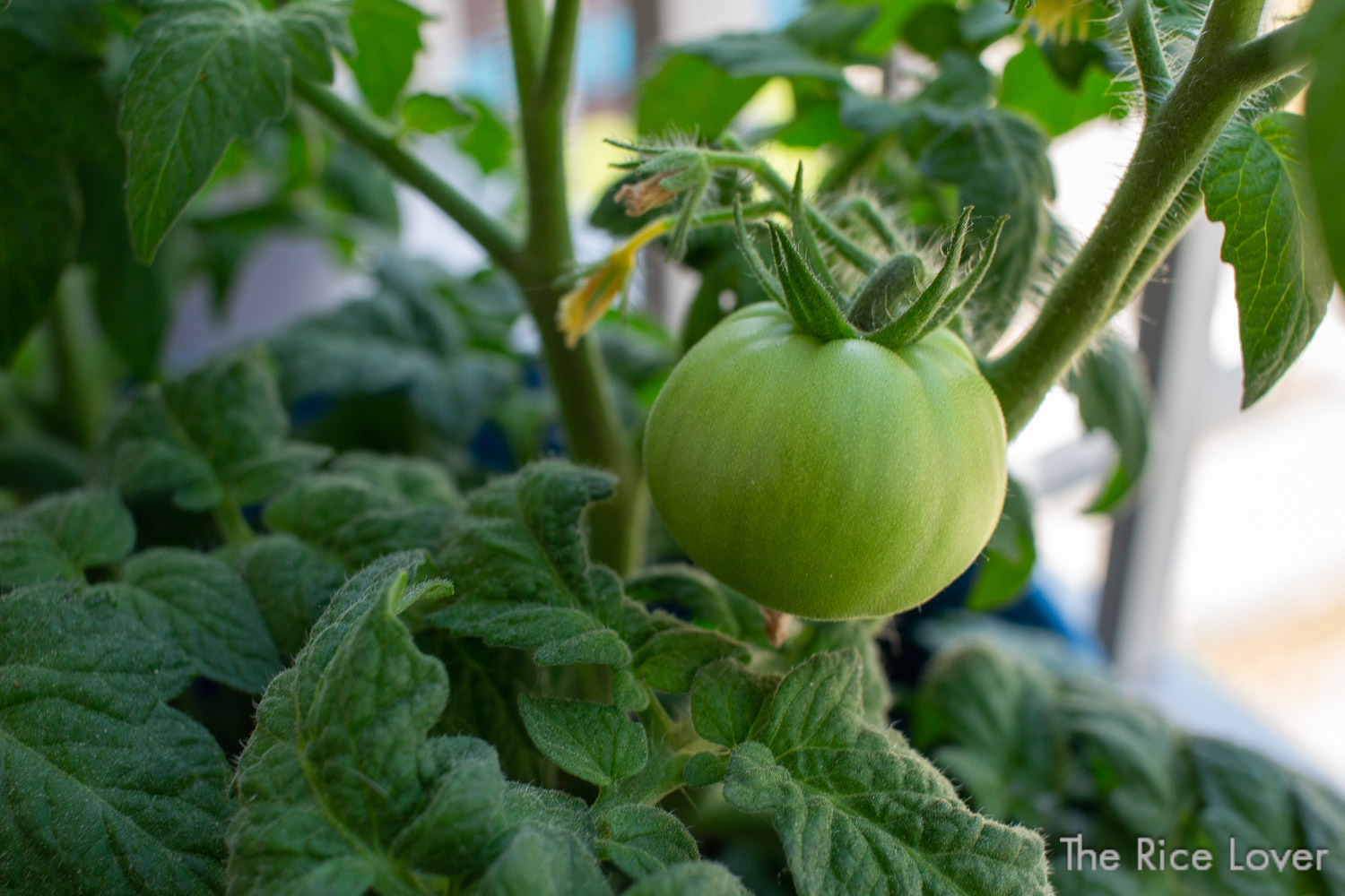 Tiny Apartment Gardening: Indoors or Balcony - The Rice Lover